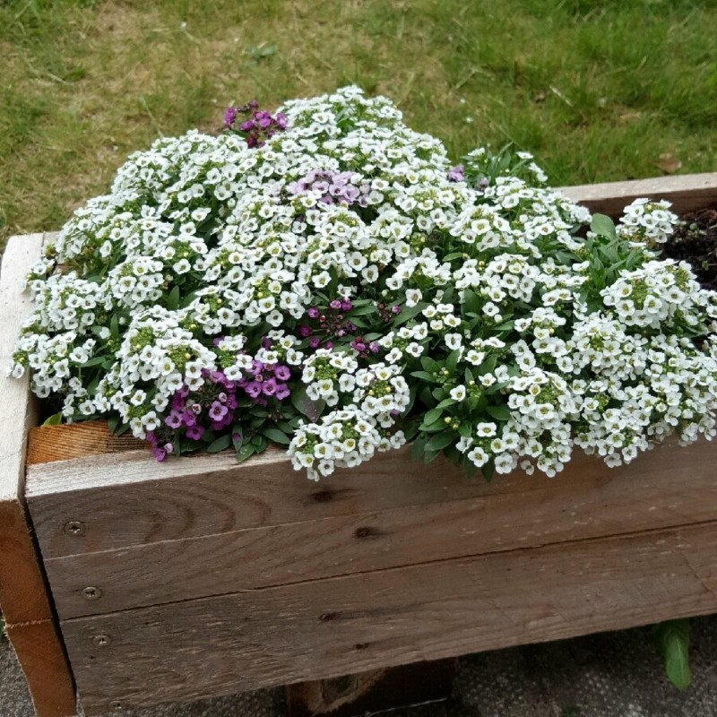 Sementes de Alisso Doce, Flor-De-Mel, Tomelos