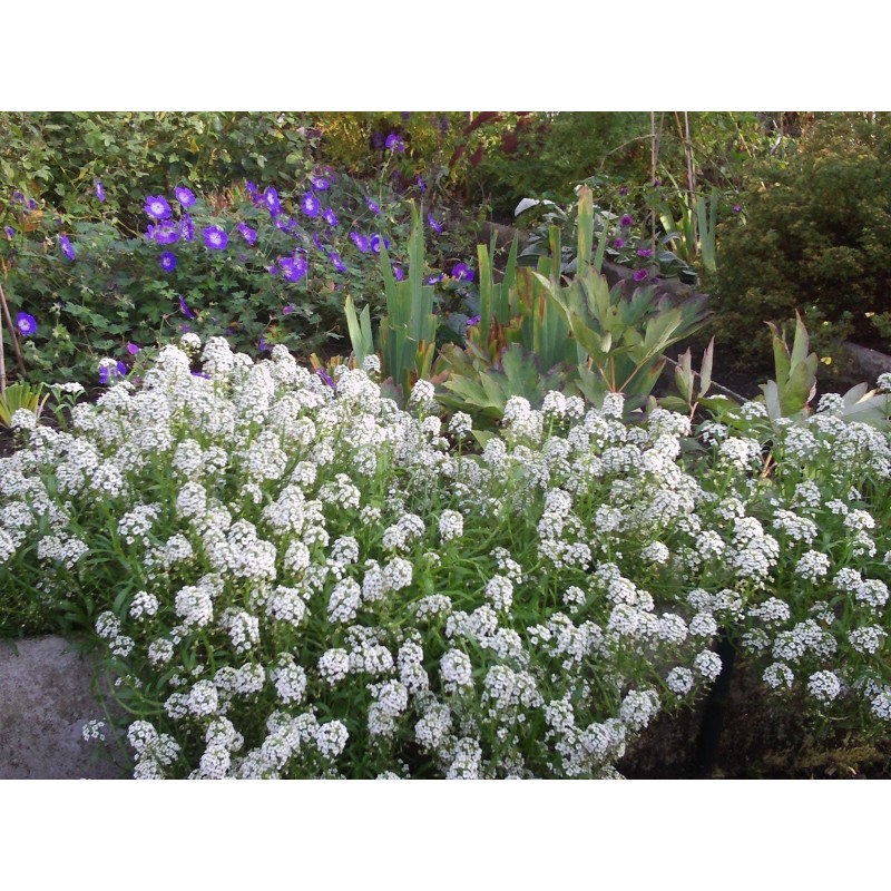 Sementes de Alisso Doce, Flor-De-Mel, Tomelos