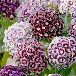 Sementes de CRAVINA flores comestíveis 1.85 - 4