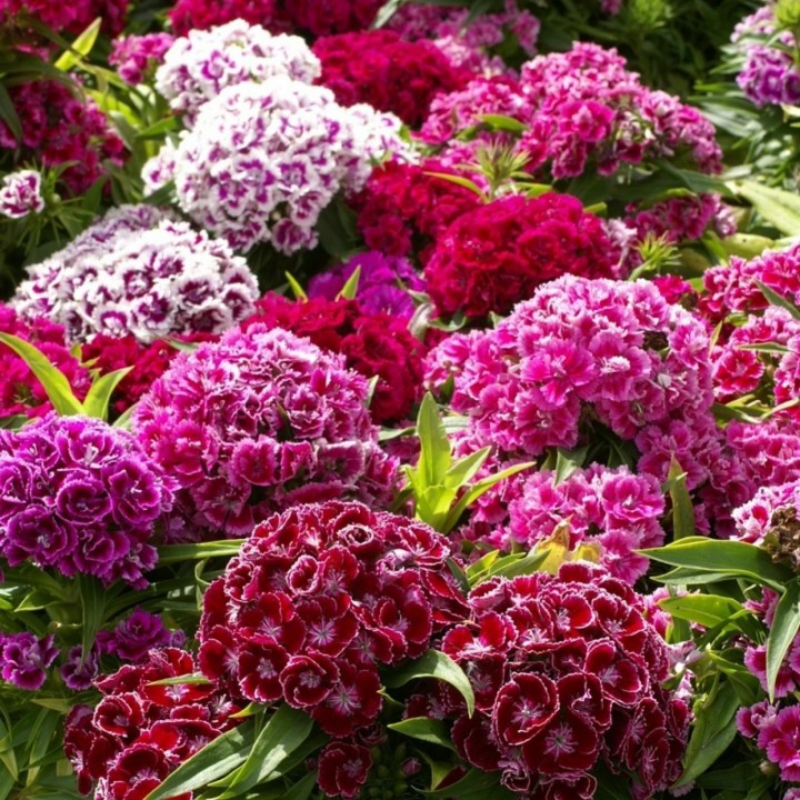SWEET WILLIAM Seeds edible flowers - 1.665