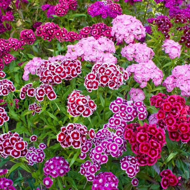 SWEET WILLIAM Seeds edible flowers - 1.665