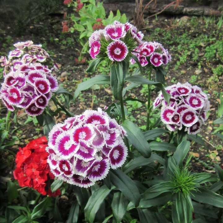 SWEET WILLIAM Seeds edible flowers - 1.665