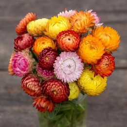 Strawflower Seeds, Golden everlasting - 1.755