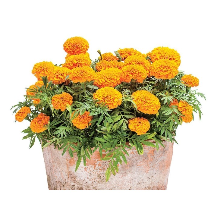 Tagetes Big Marigold Seeds - 1.395