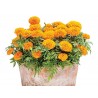 Price: €1.55 - Semillas de Grande Caléndula - 