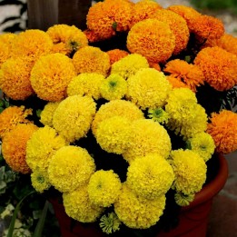 Tagetes Big Marigold Seeds - 1.395