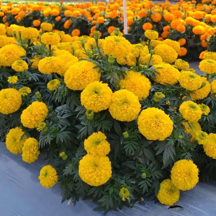 Tagetes Big Marigold Seeds - 1.395