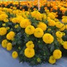 Price: €1.55 - Σπόροι μεγάλο κατιφές - 