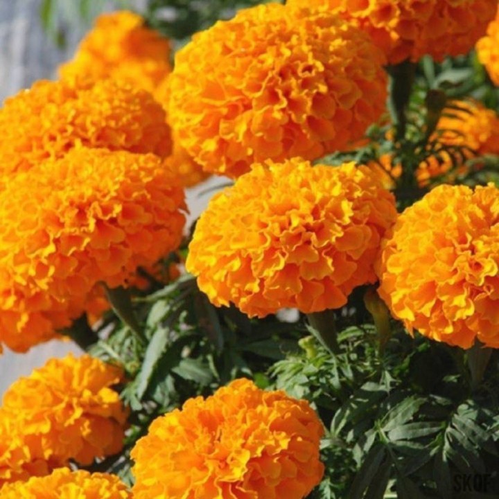 Tagetes Big Marigold Seeds - 1.395