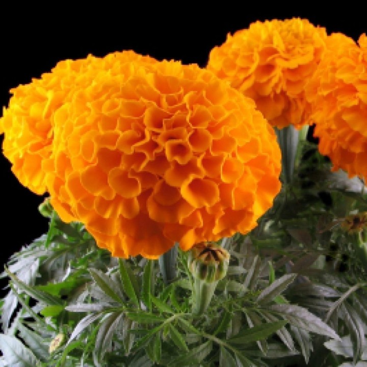 Tagetes Big Marigold Seeds - 1.395