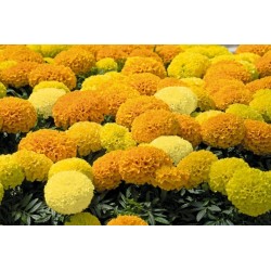 Tagetes Big Marigold Seeds 1.55 - 5