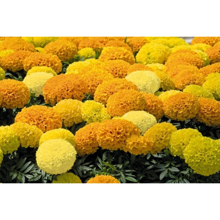 Tagetes Big Marigold Seeds - 1.395