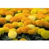 Price: €1.55 - Graines de Grand Marigold - 