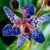 Toad Lily Seme