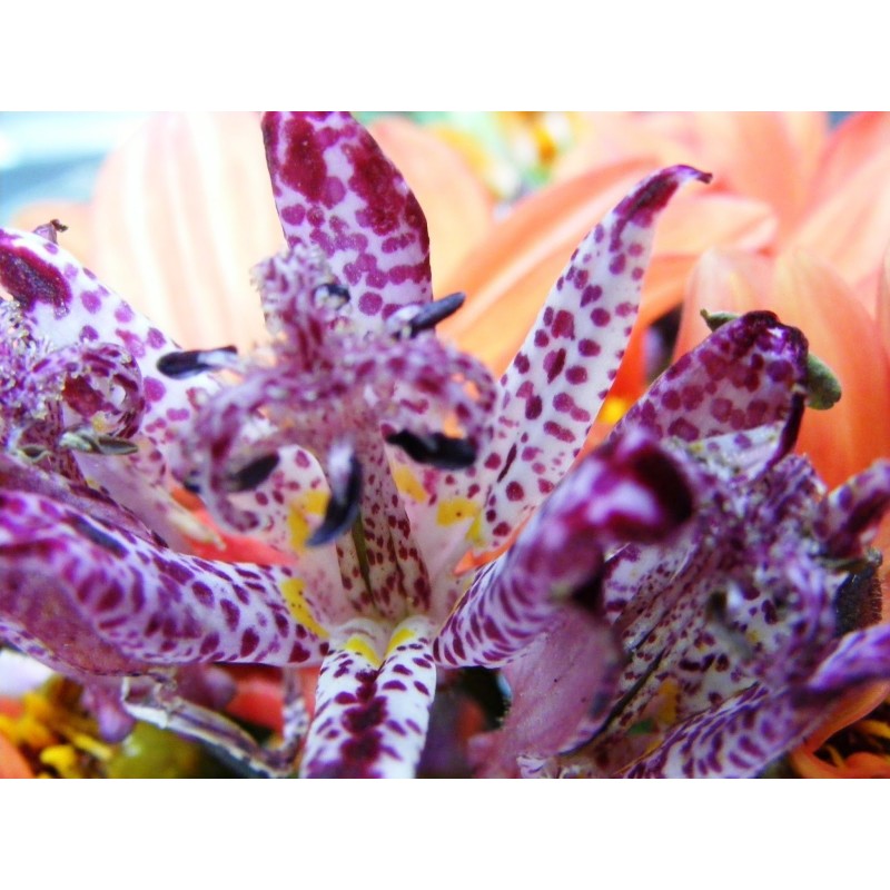 Price: €1.2 - Semi di Toad Lily - 