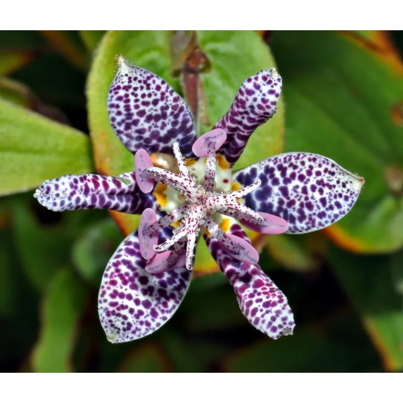 Toad Lily Seeds
