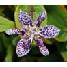 Toad Lily Seme