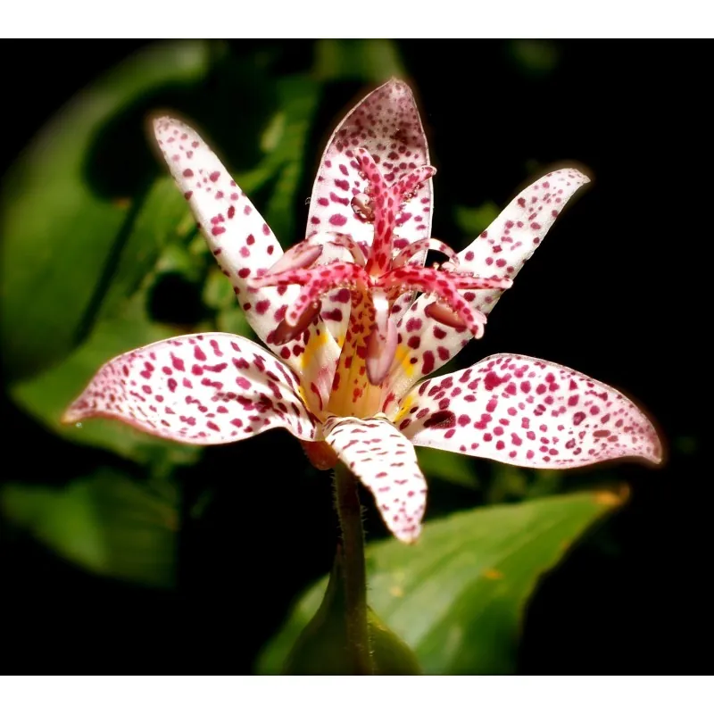 Toad Lily Seeds