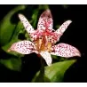 Semillas de Toad Lily