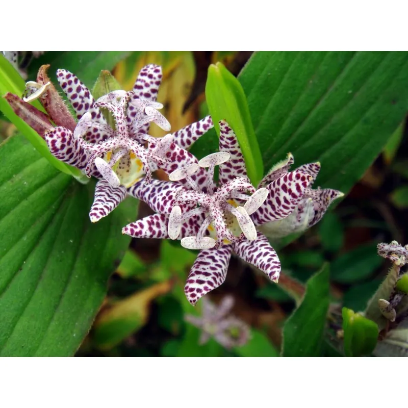 Toad Lily Seme
