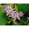 Price: €1.2 - Semillas de Toad Lily - 