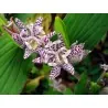 Toad Lily Seeds