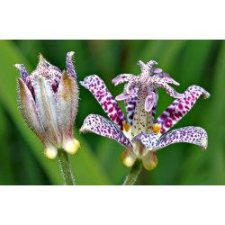 Toad Lily Seme 1.2 - 6