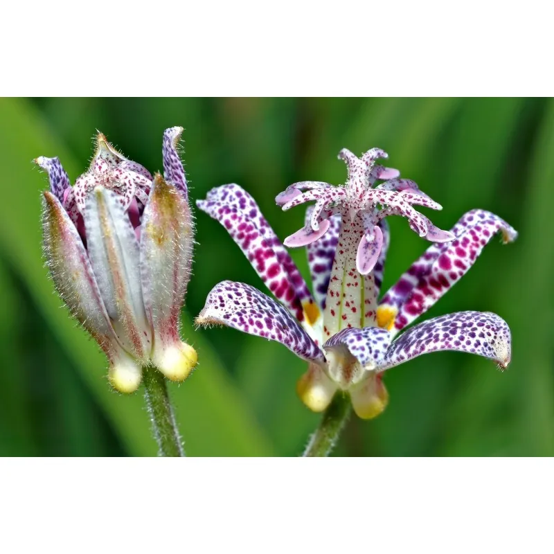 Toad Lily Seeds