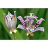Toad Lily Frön