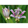 Price: €1.2 - Toad Lily Seme - 