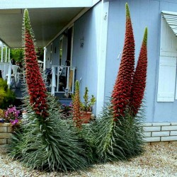 Price: €2.5 - Jättesnokört röd Frön (Echium wildpretii) - 