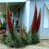Jättesnokört röd Frön (Echium wildpretii)