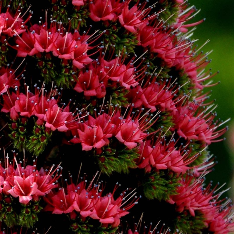 Price: €2.5 - Sementes de Tower of Jewels vermelho (Echium wildpretii) - 