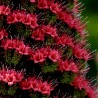 Price: €2.5 - Sementes de Tower of Jewels vermelho (Echium wildpretii) - 