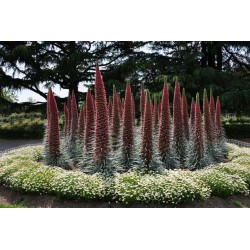 Σπόροι Έχιο Πύργοι των Κοσμημάτων κόκκινος (Echium wildpretii) 2.5 - 10