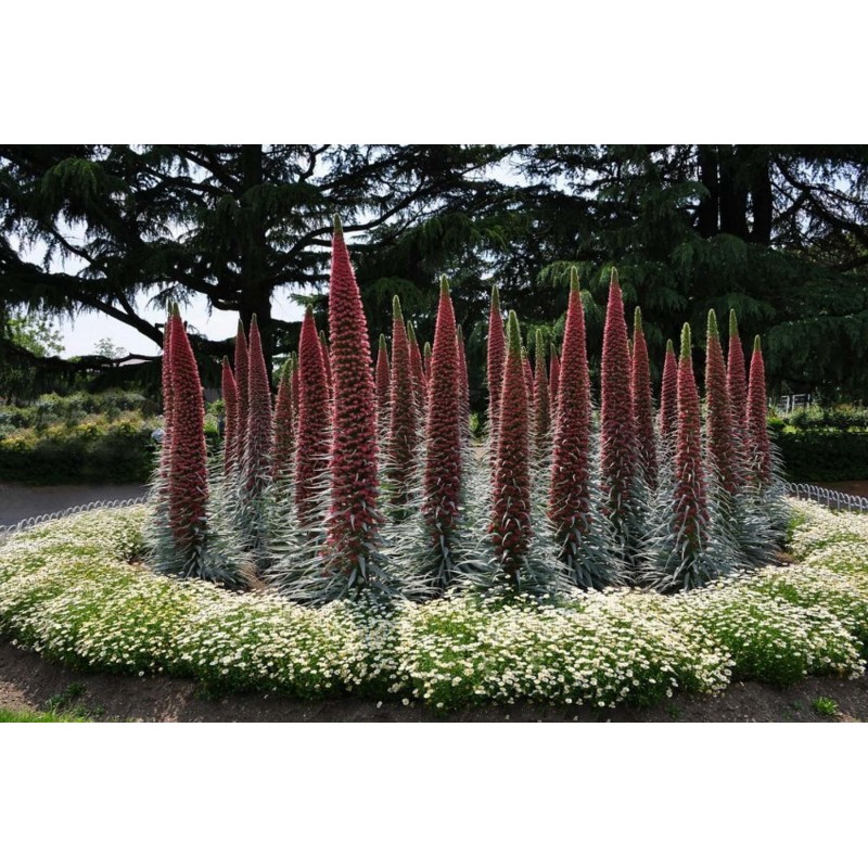 Price: €2.5 - Sementes de Tower of Jewels vermelho (Echium wildpretii) - 