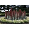 Price: €2.5 - Sementes de Tower of Jewels vermelho (Echium wildpretii) - 