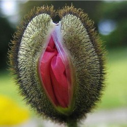 Vulva Blumensamen 5 - 4