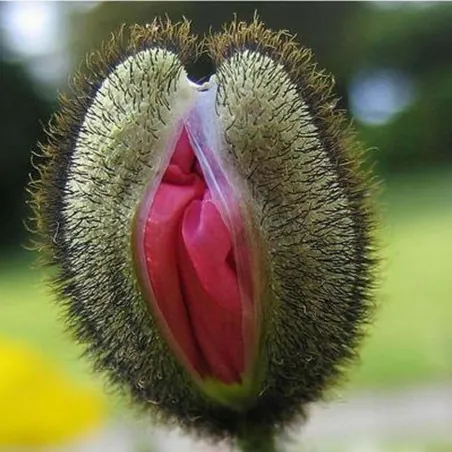Semillas flores Vulva