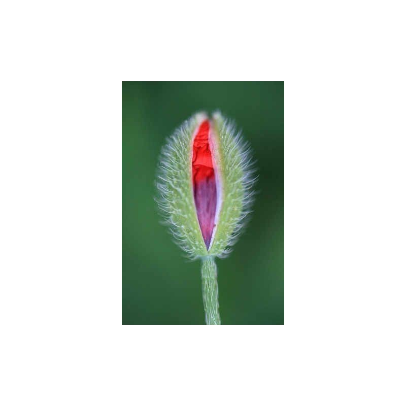 Price: €5 - Vulva Blomma Frön - 