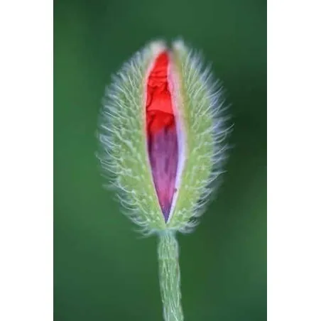 Vulva Flower Seeds