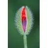 Semillas flores Vulva