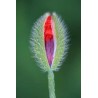 Price: €5 - Vulva Blomma Frön - 
