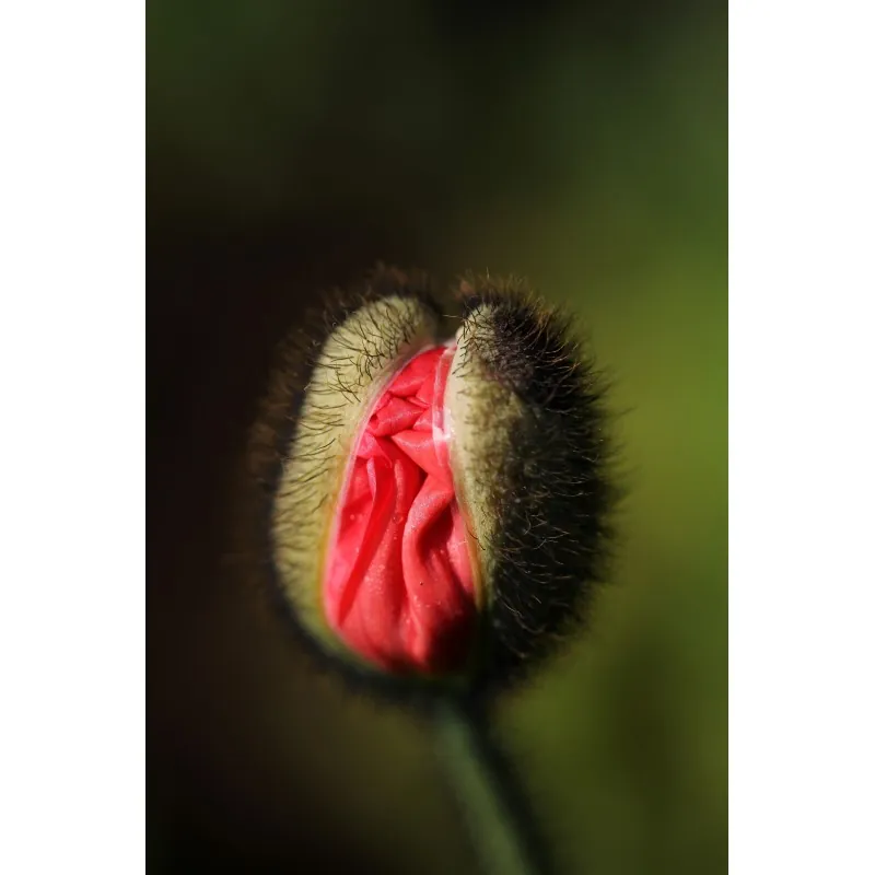 Graines De Fleurs Vulve