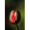 Price: €5 - Vulva Blomma Frön - 