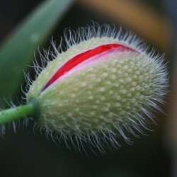 Vulva Blumensamen 5 - 3