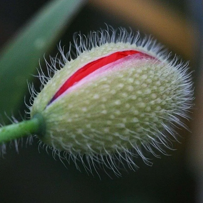 Graines De Fleurs Vulve