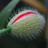 Semillas flores Vulva