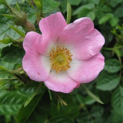 Rose Hip Seeds - Rose Haw - Rose Hep 1.85 - 3