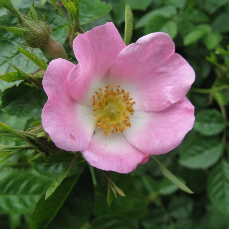 Graines de Cynorrhodon ou Cynorhodon